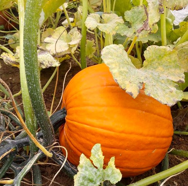 Pumpkins coming into season <a href="/PERRYCOURT_FARM/">PERRY COURT FARM</a>