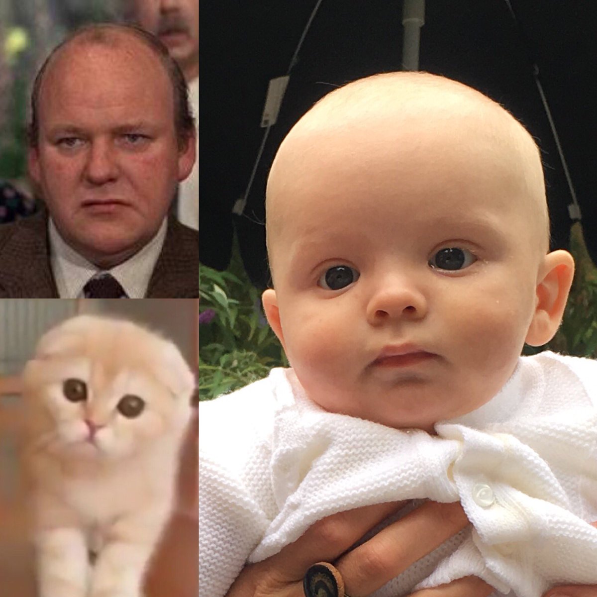 bubbaanna's tweet photo. #lovechild of #roykinnear and a #kitten #barneyreggie https://t.co/NzFeLkXy1J