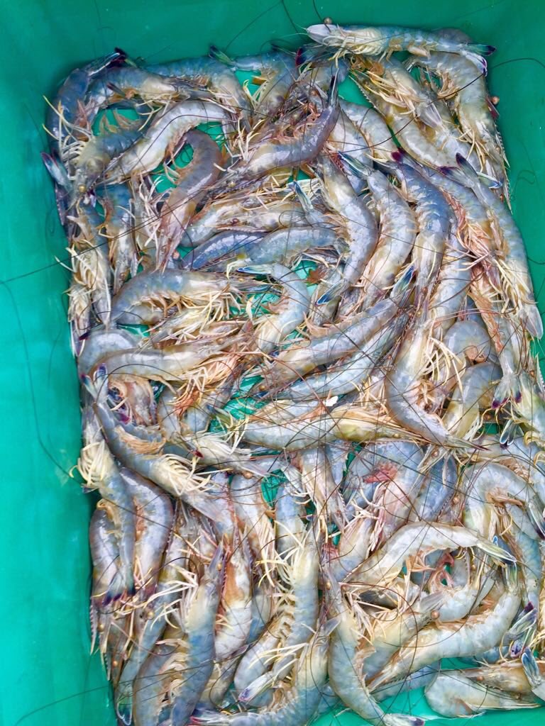 sofiatrejol's tweet photo. La limpieza y desinfección de superficies de contacto como parte de las BPM son básicas para garantizar calidad e inocuidad de los alimentos,  esto es parte de los aprendizajes durante la capacitación de los talleres #propesca felicidades pescadores por ponerlos en práctica https://t.co/AH2zRJpPbq