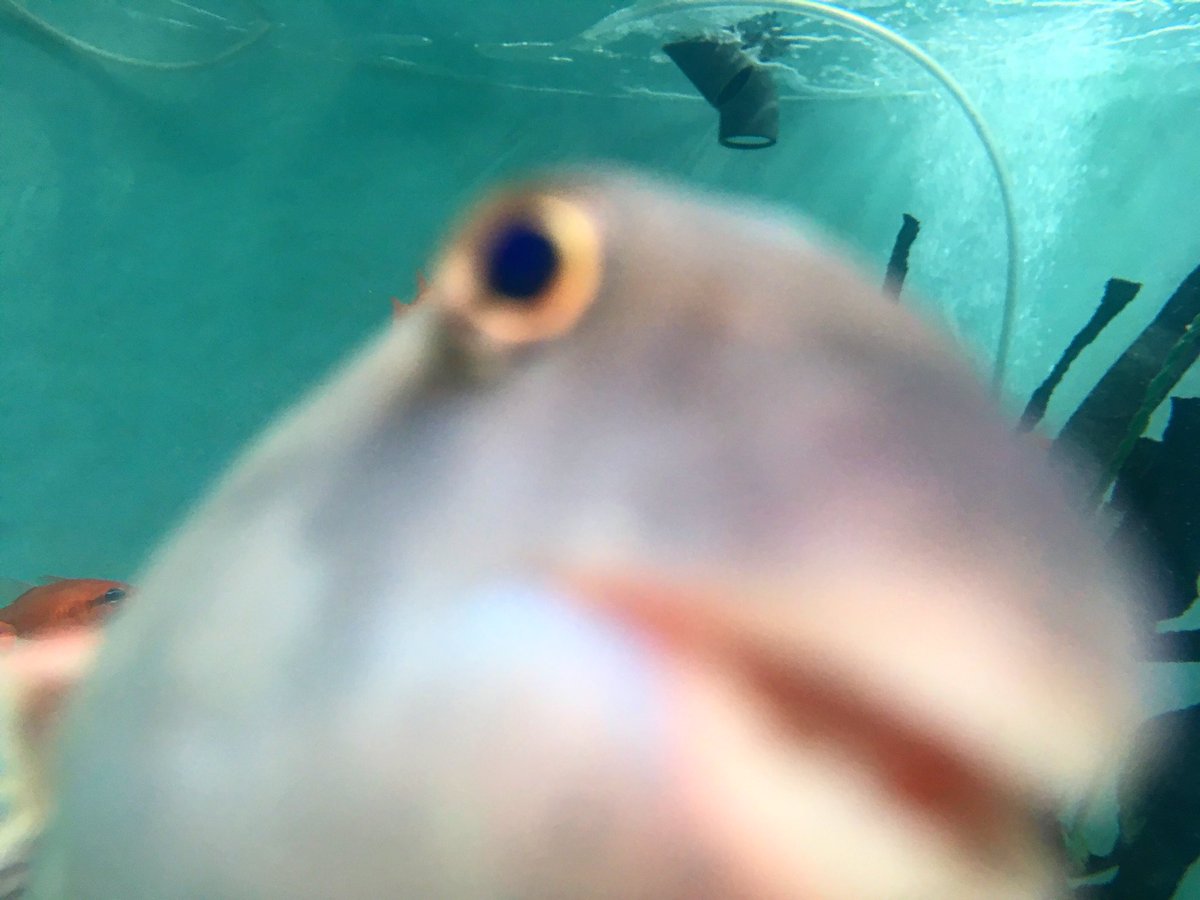 SuttonByTheSea's tweet image. Fish can take selfies too 🐠 #FieldAzores #FieldcourseFortnight