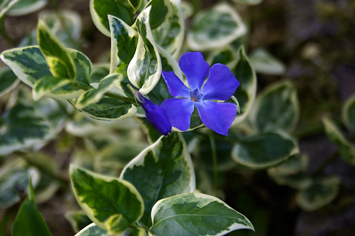 Барвинок малый variegata