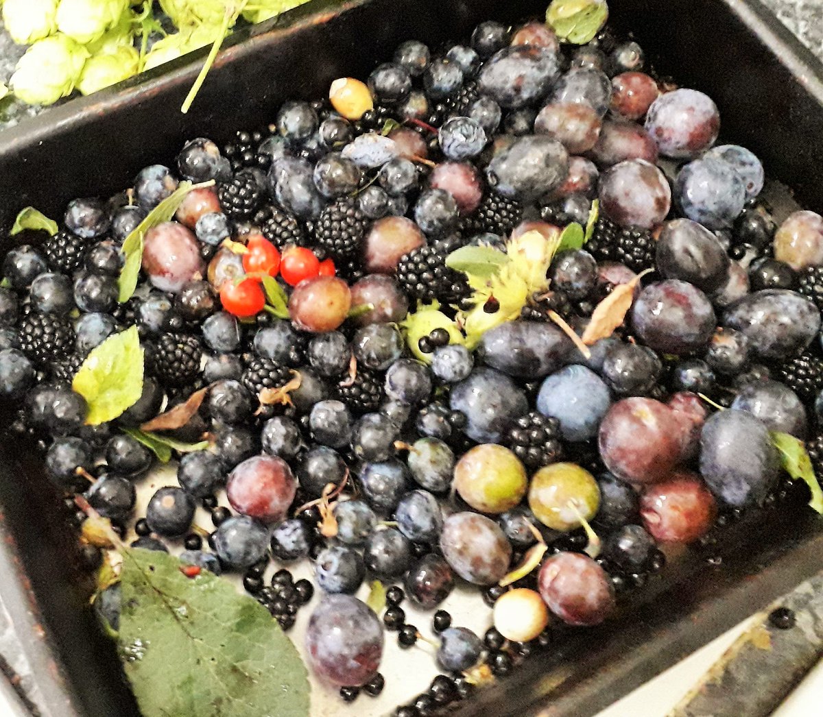 FORAGING.... The cellar door team have been busy over the last couple of weeks collecting up the goodies the countryside has to offer ready to make syrups, purees, spirits and much more.