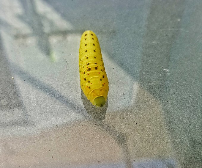 Lo que veo en mi casa no lo he visto ni en el #Amazonas #oruga #worm #exotic https://t.co/mp19Kv4OFT<a href="/tag/exotic"class="tags"><span>#exotic</span></a><a href="/tag/amazonas"class="tags"><span>#amazonas</span></a><a href="/tag/worm"class="tags"><span>#worm</span></a><a href="/tag/oruga"class="tags"><span>#oruga</span></a>