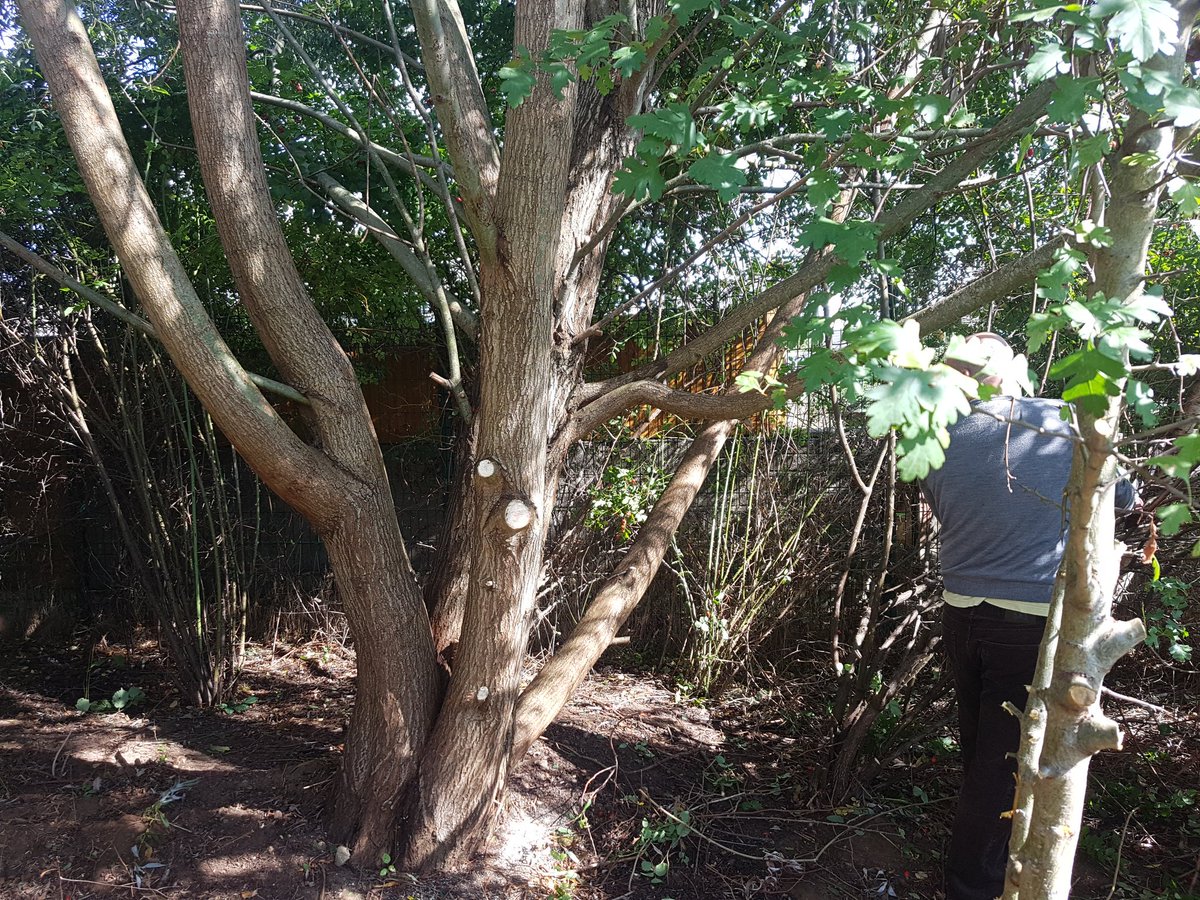 RogietPrimary's tweet photo. Can you spot the @RBS staff who are hard at work in our wildlife and birdhide area?! Our thanks to #chepstowgardencentre and @Homebase_uk for generous donations of birdfeeders, seeds and other goodies! #rogietlearning https://t.co/RtNZ1qO8dx