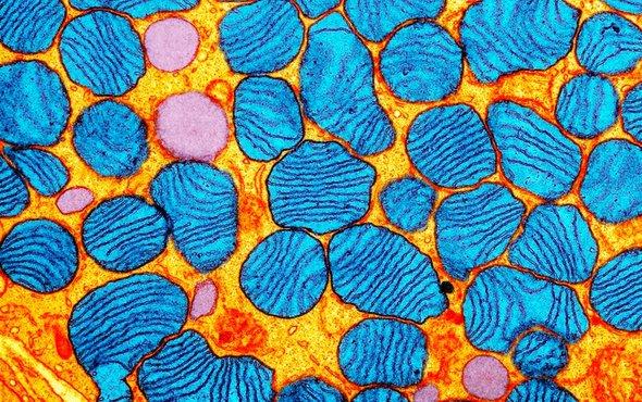 Brain’s dumped DNA may lead to stress and depression bit.ly/2MrO5ah
