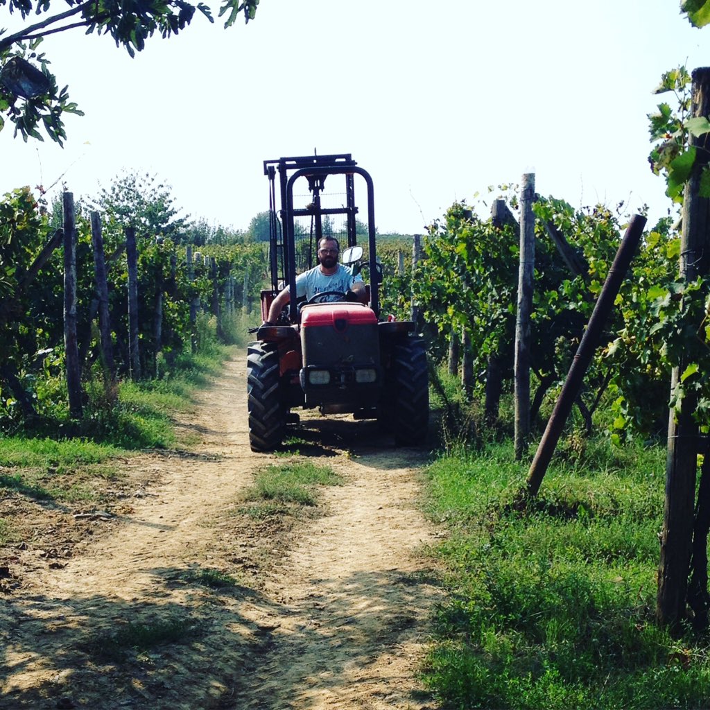 ALICECANTINA's tweet photo. @cantinaalice #piemonte #moscatod'asti# https://t.co/zmCDqLH6mv