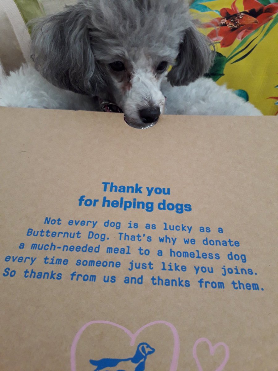 Violet is so happy and excited about her @butternutbox delivery!
Staying healthy and helping homeless dogs keeps the wag in her tail 🐩❤
#butternutter #dogsoftwitter #poodlesoftwitter #HealthyEating #healthydog #homelessdogs