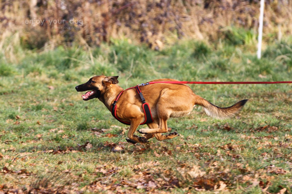 mikki training lead