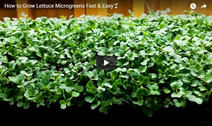 How to Grow Lettuce Microgreens Fast and Easy bit.ly/2p1ClC6