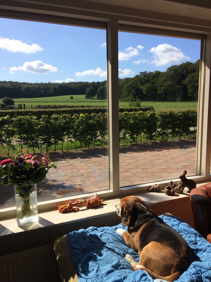 Ut uitzicht is weer groen, maar schijn.Dur is nog een groot water te kort in ons gebied Waterschap is aan het evalueren welke maatregelen nodig zijn om schade te voorkomen bij natte en droge voeten Samenwerken zal noodzakelijk zijn om hier aan te werken. ⁦<a href="/gem_montferland/">Gemeente Montferland</a>⁩