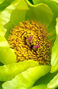 Friendship is like a flower

With love and care it☺☺☺💕💕❤❤