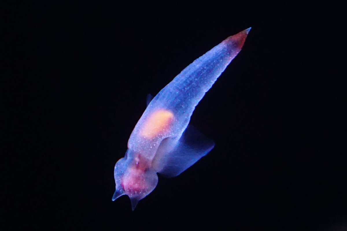 曰比谷 Pengin Twitter Da 水族館にいる小さい生き物たちが狂おしいほど好き 海遊館 チンアナゴ クマノミ クリオネ ミクロドイバラモエビ 曰比谷 Pengin Twitter Da 水族館にいる小さい生き物たちが狂おしいほど好き 海遊館 チンアナゴ クマノミ クリオネ ミクロドイバラモエビ