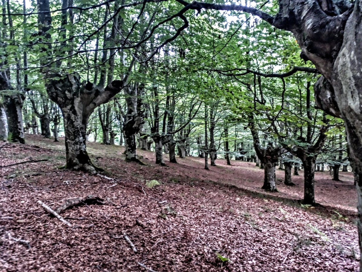 Politak daude pagadiak eta pago motzak, lastima, buru handiegia egin zaie eta haizeak eta elurrak bota egiten ditu. Orain arte ez da egon arazo hau , ikaskinek, etxerako egurra egiteak eta abarrek ez zien lagatzen buru handiegia egiten.