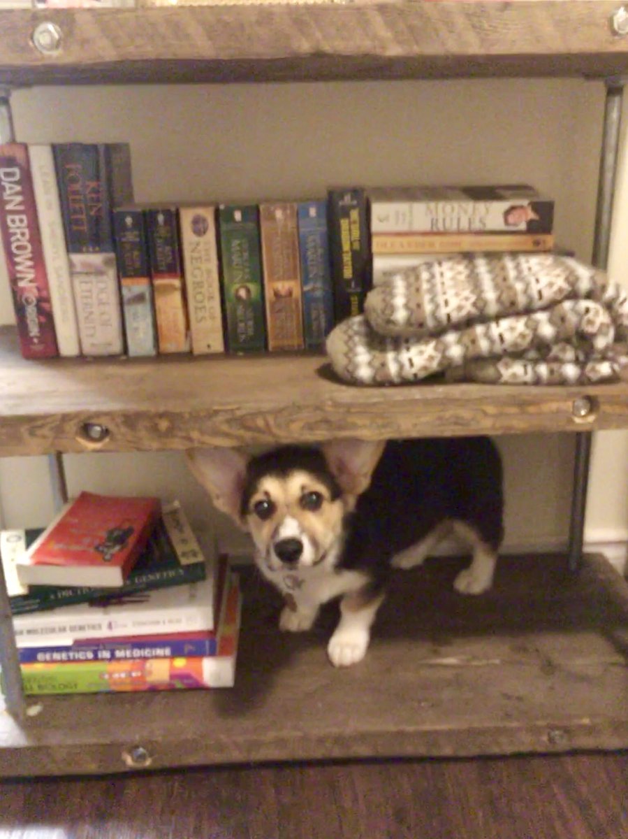 SamanthaLWilson's tweet image. Rosalind Franklin the dog is starting early on her science reading... #sciencedog