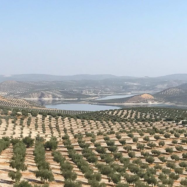 parlando's tweet photo. #olivesolivesolives https://t.co/IWds3YkLWF https://t.co/5gnQsofSv1