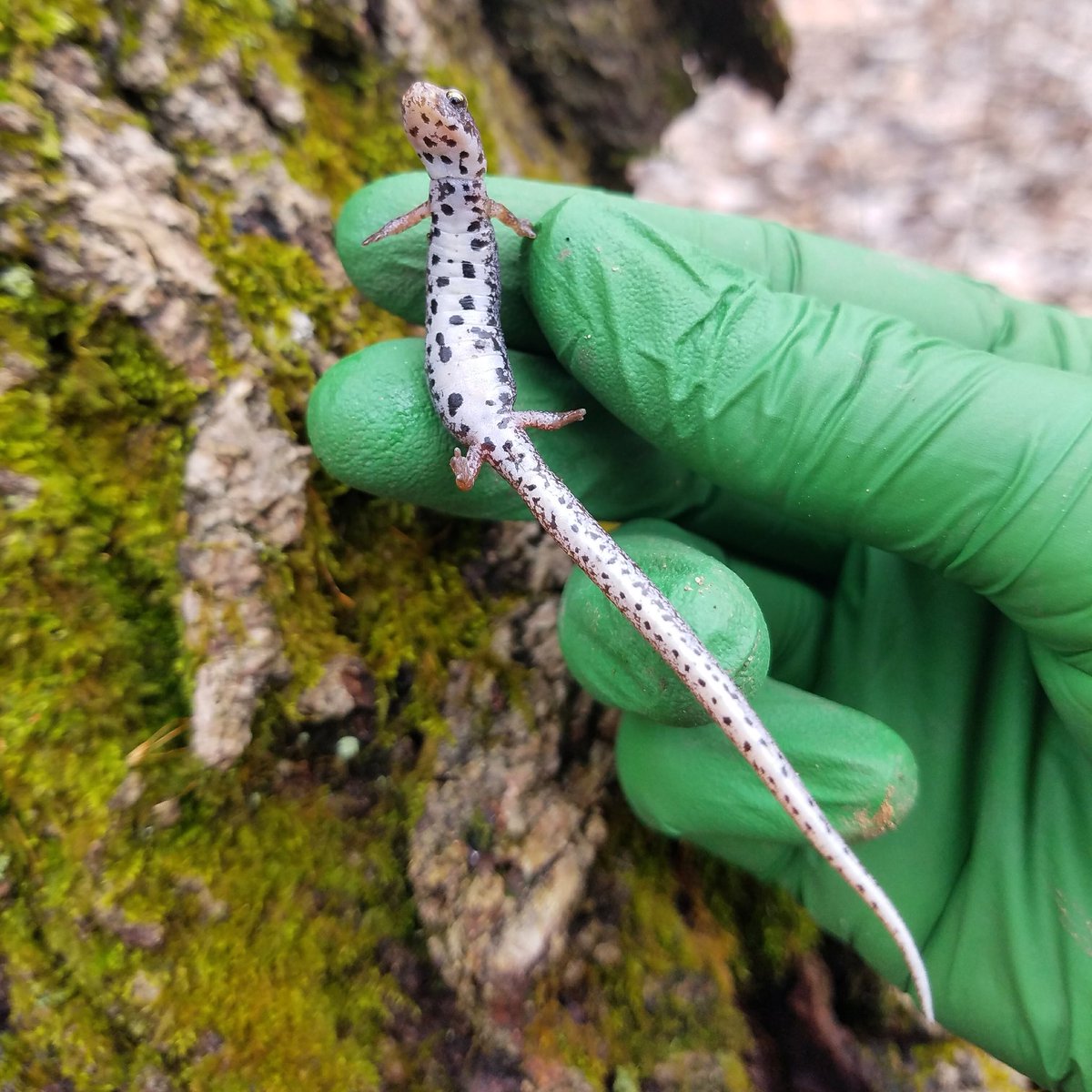 WildlifeEpiLab's tweet photo. #TBT to #salamander season! How neat is the belly of this four-toed salamander (Hemidactylium scutatum)? This species belongs to the family of lungless salamanders. #amphibian #wildlife #fieldwork https://t.co/QKAYjTGig3