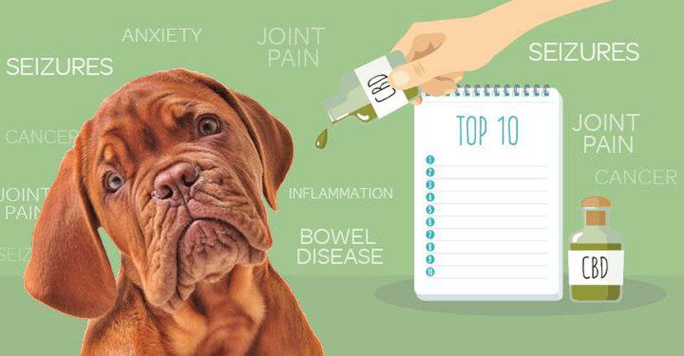 Airavida's tweet photo. Can Cats And Dogs Help Reverse Marijuana's Stigma? https://t.co/5hi4Ygf3mm #Marijuana #Airavida https://t.co/trwVd1q4FZ