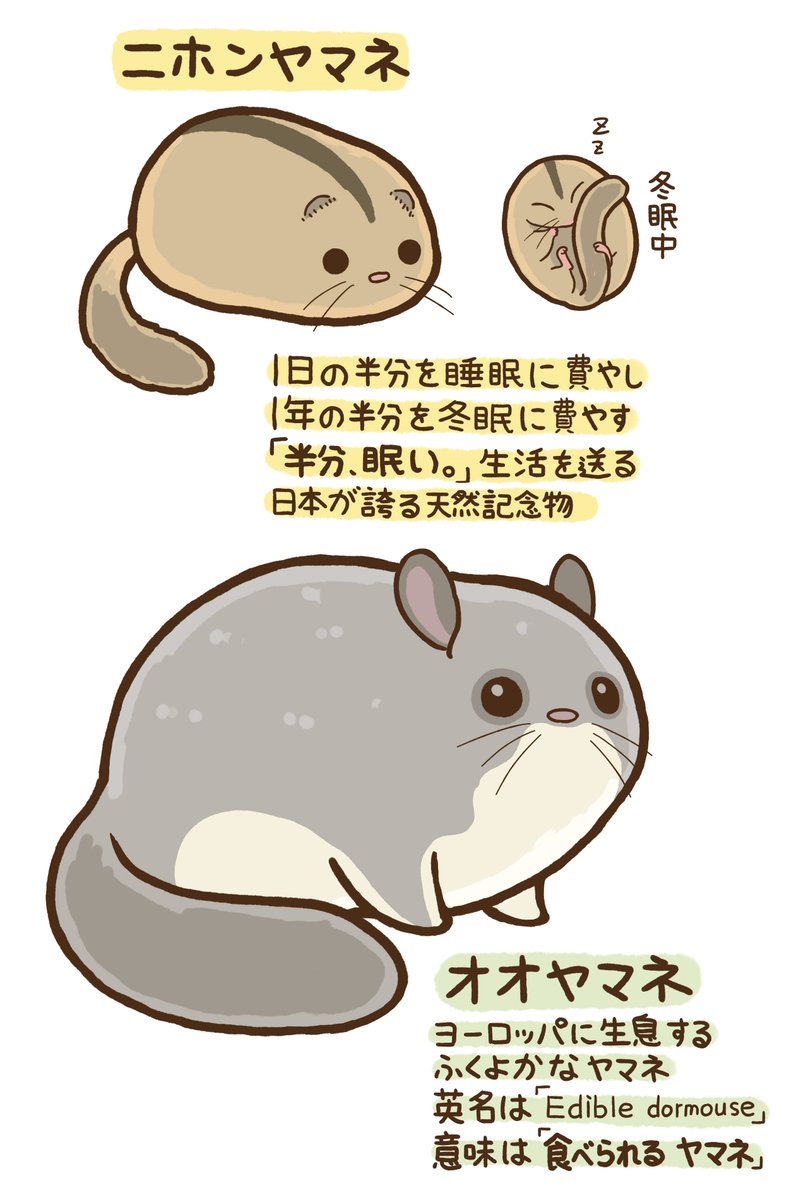 ケン ムラタ No Twitter ニホンヤマネは 古来より小玉鼠という名で呼ばれ 妖怪としての言い伝えも存在します 山の神様の使いともされ 山の神様が不機嫌になると 爆発四散するという理不尽な性質を持っているとのこと