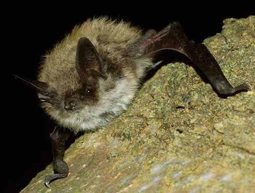 YESBAT1's tweet photo. The Italian Stazione Teriologica Piemontese is responsible for all the scientific aspects related to #bats for #YESBAT! But this is just one of its research activities! You can learn more visiting the website https://t.co/6vYDe86kaJ or you can follow our next week's posts! https://t.co/JK8klDDvs1