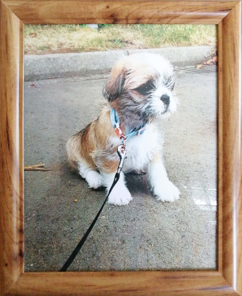 TriGateoffices's tweet photo. #Congratations Tilly! You are officially TriGate's cutest pet.
#Winner #cutenessoverload https://t.co/lxpdSgFyn6