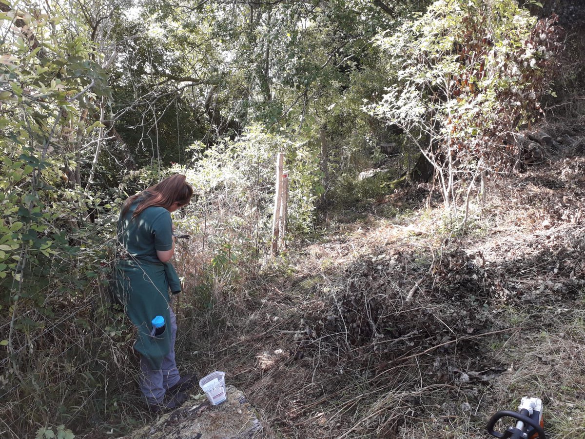 CleoAlper's tweet photo. Learning how to knock in and staple fence posts from the best at Levin Down today! @SussexWildlife #LedermanTrainee @therealalexs66 https://t.co/gkGjIiPlgm