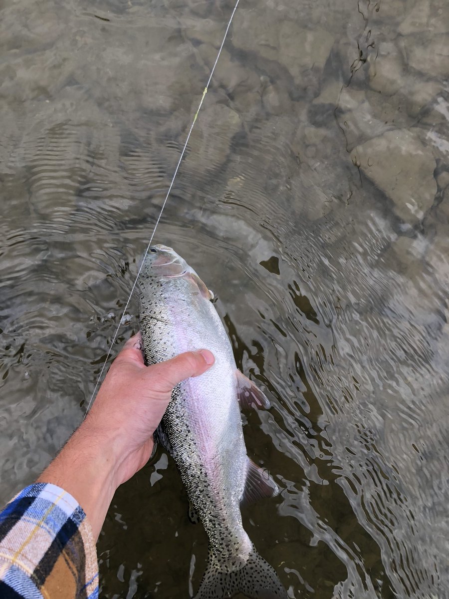 SandorCondor's tweet image. White Sulphor Springs - Montana! This place never disappoints! #SmithRiver #Flyfish #Rainbows #Browns