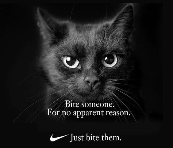 We love this 😹😹😹😻🐾🐾
