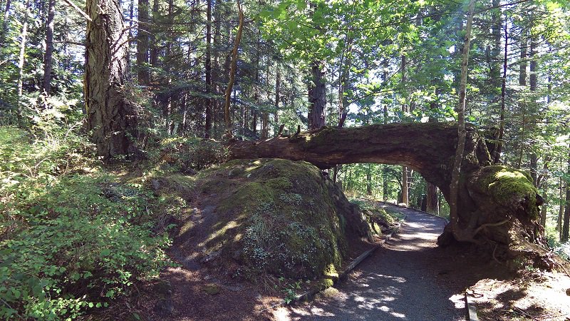 6 hiking trails in Victoria, BC that you don't want to miss (plus some handy tips!) Read here: ow.ly/jvRT30lLIcD  <a href="/victoriavisitor/">Destination Greater Victoria</a> <a href="/HelloBC/">Super, Natural British Columbia</a> <a href="/NatConVictoria/">TheNaturalConnection</a> #familytravel