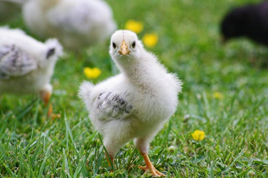 fablco's tweet photo. What do chickens and #marketing have in common? Let our CEO/founder @tajforer tell you! #chickenwisdom #digital #marketing #successmindset #customerexperience #content #marketing #TuesdayTip #storytelling #tellyourstory #elevate https://t.co/y8MbLJ2CPO https://t.co/9qUwJvOpsC