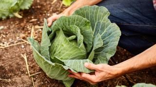 globalacademyhs's tweet image. How the humble cabbage can stop 

#Cancers #chemicals #disease #diet 

buff.ly/2OxDHiX