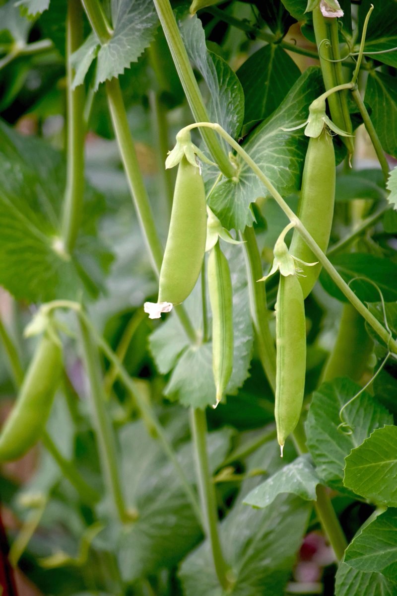 lorepatterson's tweet image. G A R D E N S  -  Chasing Summer... Inside a beautiful edible garden, photographed earlier this Summer. #Garden #ediblegarden #potager #allotment #gardens #vegetablegarden