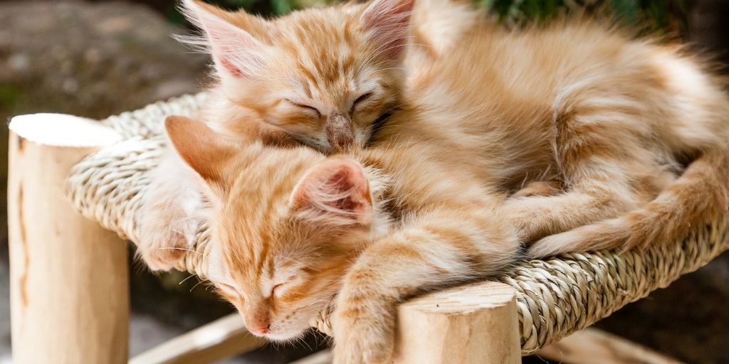 Mignons Twitter Search Twitter