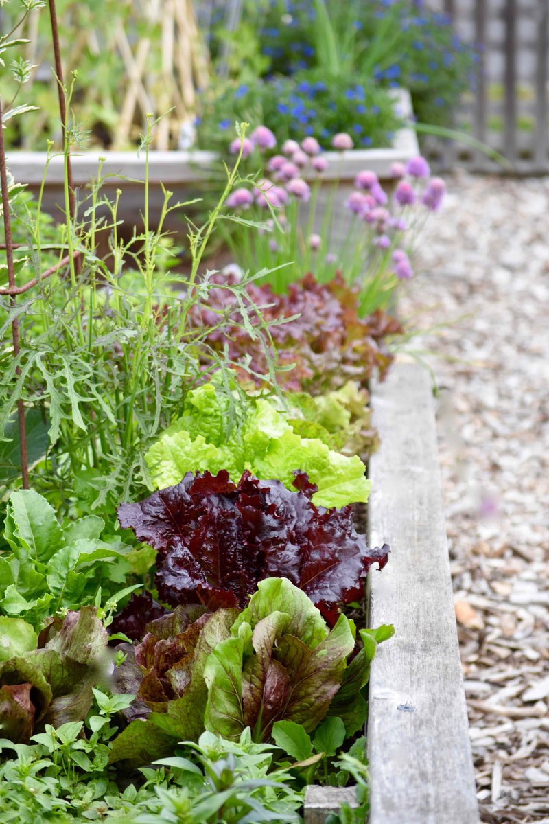 lorepatterson's tweet image. G A R D E N S  -  Chasing Summer... Inside a beautiful edible garden, photographed earlier this Summer. #Garden #ediblegarden #potager #allotment #gardens #vegetablegarden