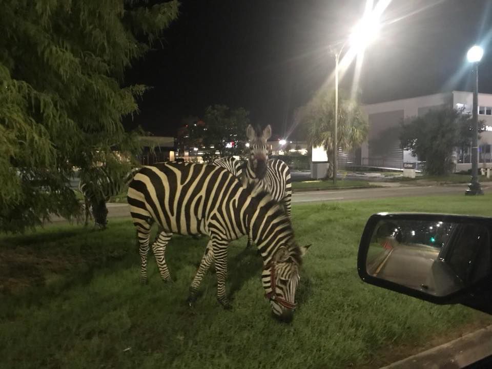 theadvocateno's tweet photo. Yes, those are Zebras: NOPD finds striped animals grazing in New Orleans East https://t.co/184y8egso6 https://t.co/dOCqw8JqcN