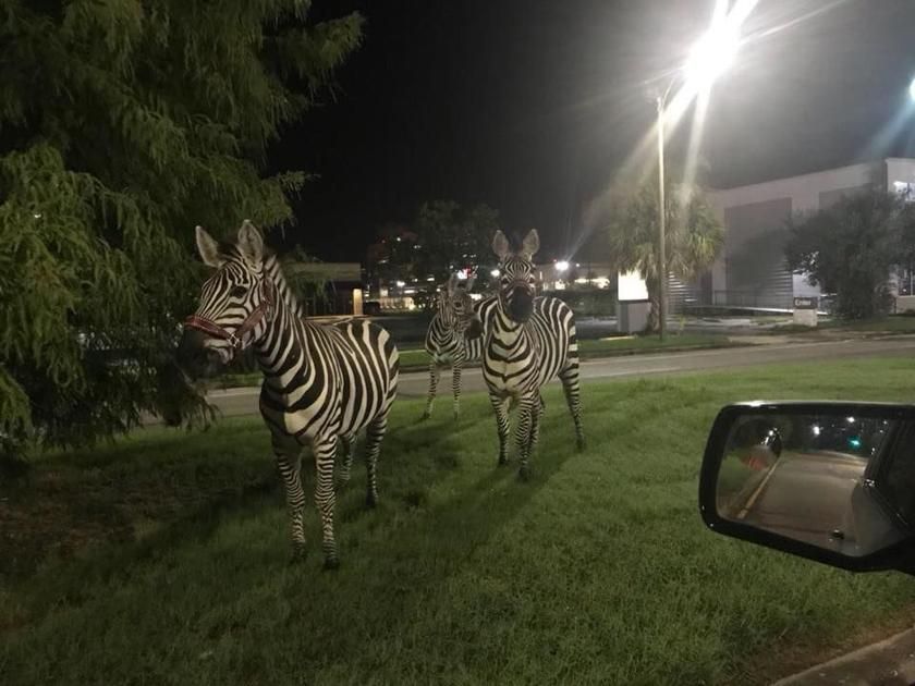 theadvocateno's tweet photo. Yes, those are Zebras: NOPD finds striped animals grazing in New Orleans East https://t.co/184y8egso6 https://t.co/dOCqw8JqcN