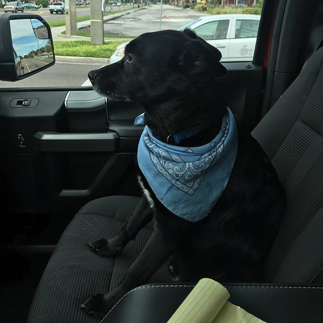 1800OutFast's tweet image. Meet my new property scout, Shadow! And look at that... He's already got his eye out for more houses to buy and sell! ift.tt/2oZmWST