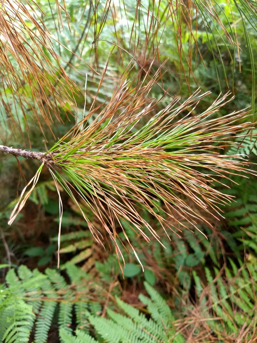 Ondoko hausnarketa argitaratu nahi dugu, gaur egungo baso politikaren inguruan; egoera sozio-ekonomikoa, espezie exotikoen landaketei eragiten dien gaixotasunak eta ingurumenarekiko arduraren ikuspegitik: