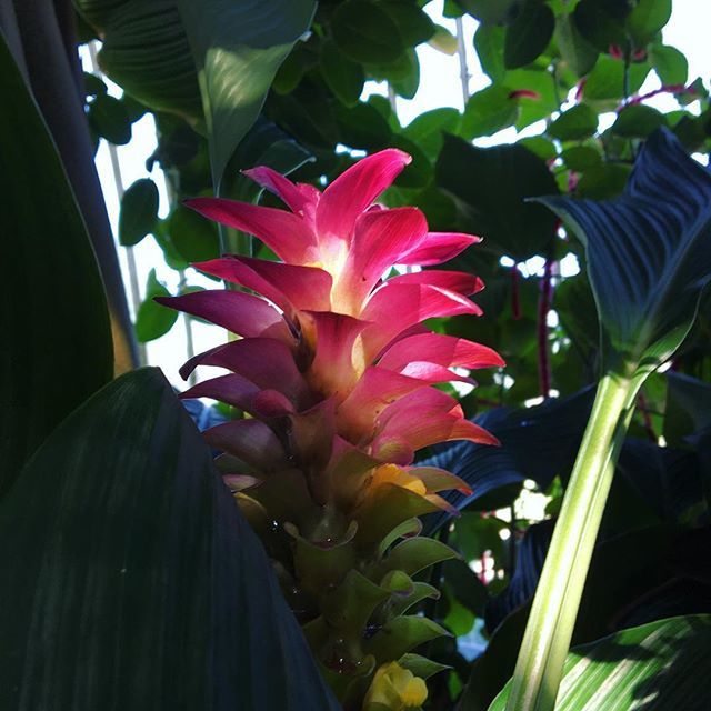 Solutions2pollu's tweet photo. Majestic beauty ✨💖✨ #tw #cute #pink #beautiful #flower #love #nature #magical #lightening #lovely #vibe #happy #mood #summer #the #palm #house #kew #gardens #london #uk https://t.co/8r3To2yOnl
