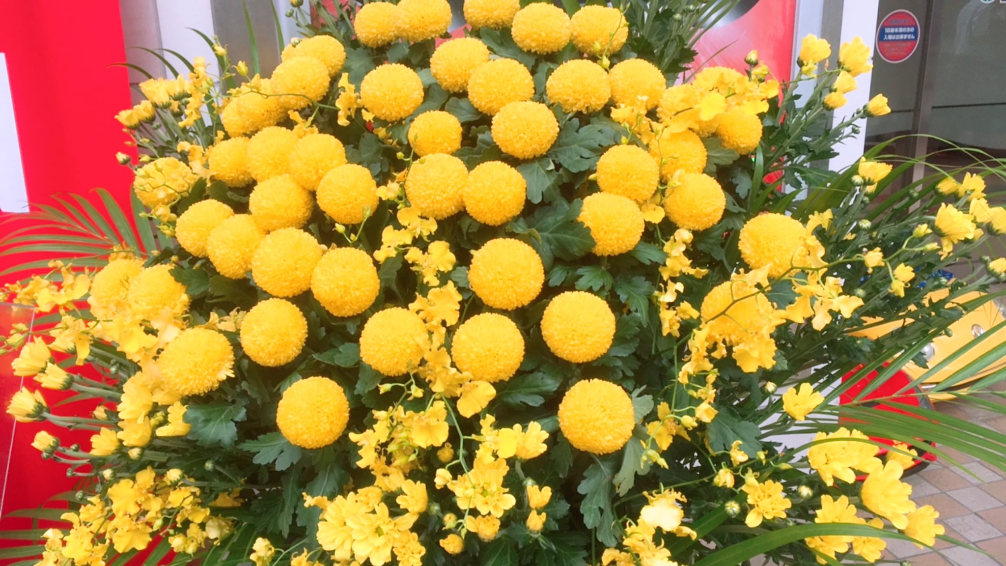 本八幡ｕｎｏ 今月の店頭のお花はまんまるで可愛いピンポンマムですよう 花言葉は うれしい夢 だそうです そしてとうとう本八幡unoも Tiktokはじめました Twitterもtiktokもよろしくお願いします