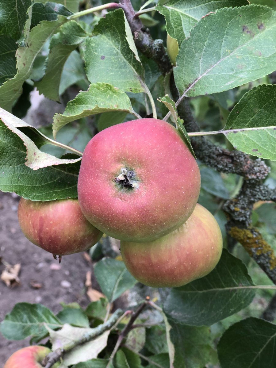 Just had a super tour around the #WalledKitchenGarden #ClumberPark what a fantastic collection of #Apples #MayflowerPilgrimCookbook #Bassetlaw #Nottinghamshire #Mayflower400