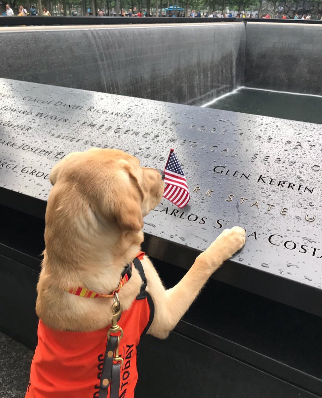 Guide Dog Foundation on Twitter: 