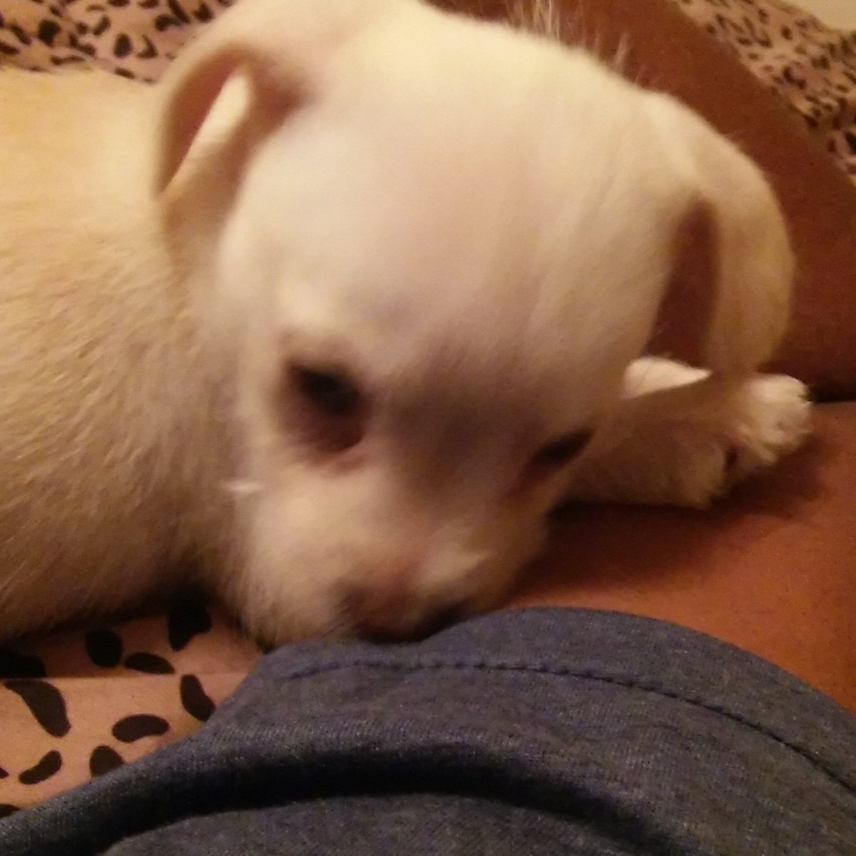 zephfrmdawest's tweet image. Ain't been around this puppy for 5 minutes and already on my arm, I have a way wit pets #dachshund #puppies #weakspot #myweakness #stolemyheart