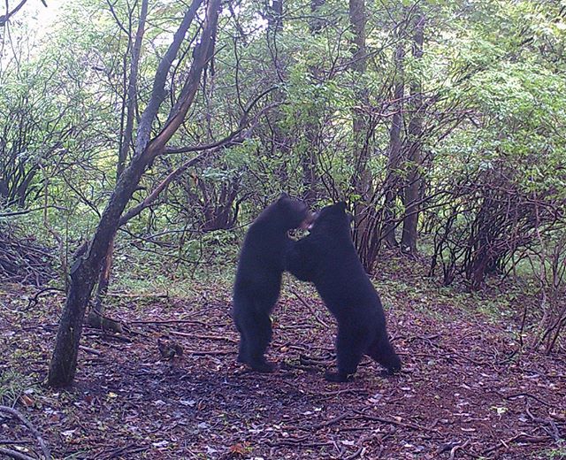 DHConservancy's tweet photo. A trail camera on one of our protected properties (owned by the landowner) captured this image of two bear cubs play-fighting.
#wildlife #bear #bears #cubs #nature #landtrust #dhconservancy #delawareriver #landconservation #conservation #forests #cleanw… https://t.co/sVGQN0p8ct https://t.co/Ti9jzCyhHy