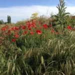 11 November 2018 marks 100 years since the signing of the Armistice that brought to an end the First World War.  We offer a story to help you ponder what this might mean for us. godlyplay.uk/further-readin…