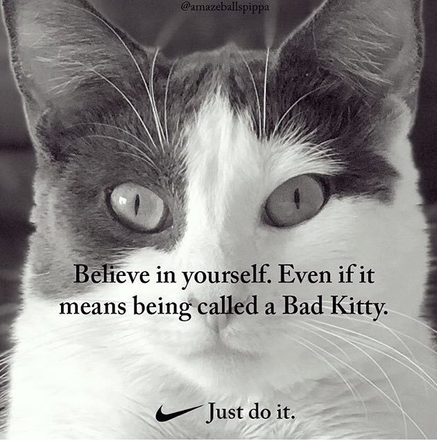 CatFoodBreath's tweet photo. Thanks to a fan for this one. https://t.co/vC6jW8jpC2