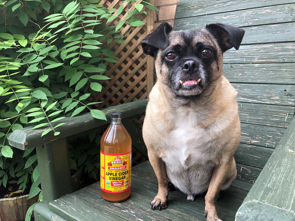 BraggUK_'s tweet photo. #Didyouknow you can use apple cider vinegar in your pooch's diet to help prevent skin rashes, skin irritation, tooth decay and infections. Simply add a teaspoon to water or food 2-3 times a week to give your doggy an ACV pamper sesh from the inside out! 🐶 #poochlove #acvfordogs https://t.co/rVui2Dmrgr