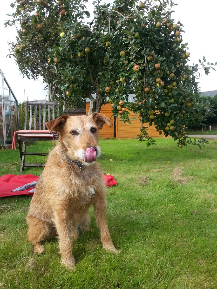 sadpandaprints's tweet image. #TongueOutTuesday #terriersoftwitter #muttsoftwitter #adoptdontshop #mrbiscuits