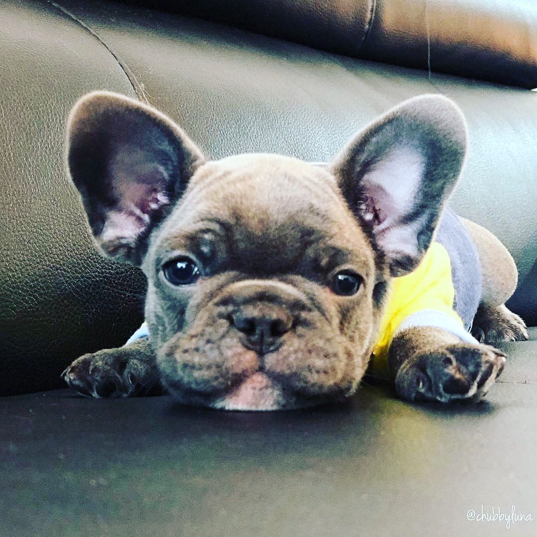 I’ll grow into my ears some day 🤷🏻‍♂️.
•@felix_frenchie
•
•
•
•
#frenchie #frenchieoftheday #französischebulldogge #franskbulldog #frenchbull #fransebulldog #frenchbulldog #frenchiepuppy #dog #dogsofinstagram #americanbully
