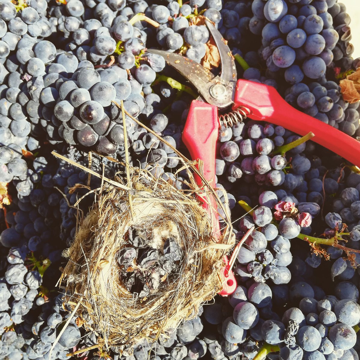 Quinta de Sant'Ana (@qsa_wine) on Twitter photo 