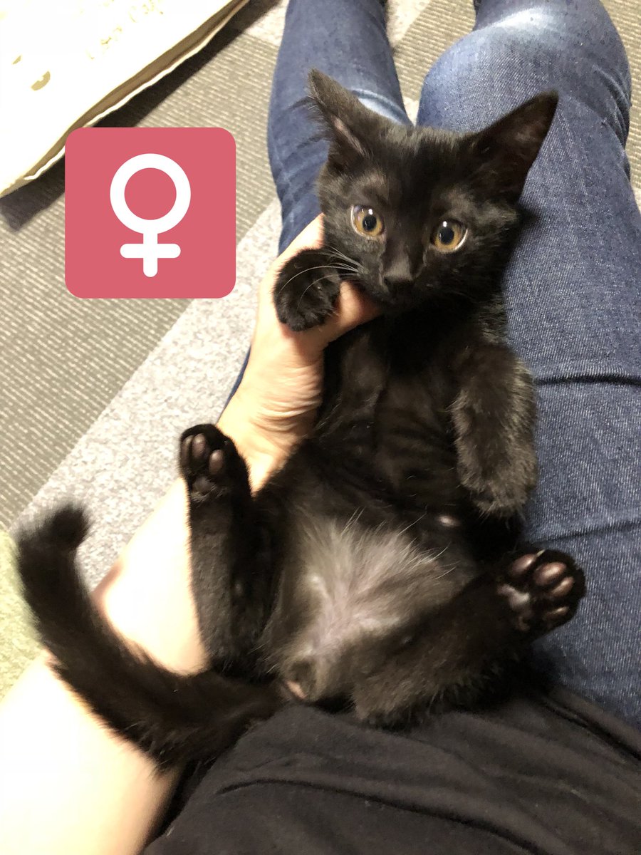 華乃 Sur Twitter 黒猫女の子 薄っすら縞模様あり 里親様募集中 詳しくは固定ツイートをお読みください 黒猫 里親様募集中